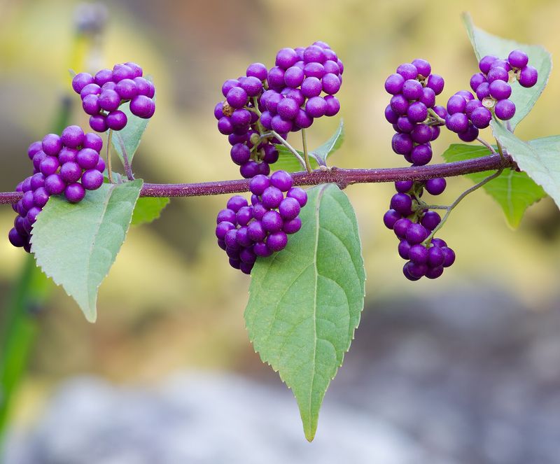 Leaf-compound research does not make a mosquito-proof yard