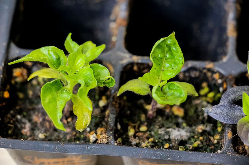 Leaf curl offers a clue, not a diagnosis
