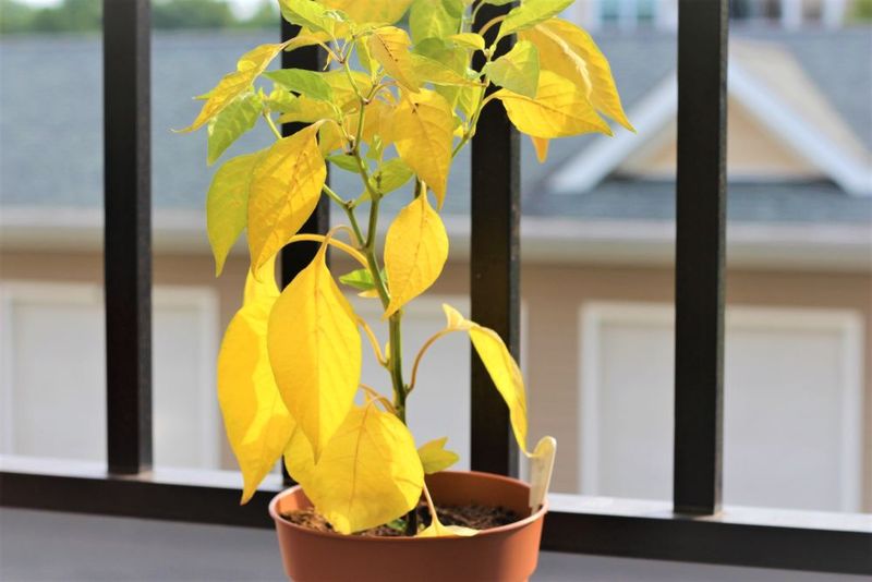 Leaf drop alone cannot identify the cause
