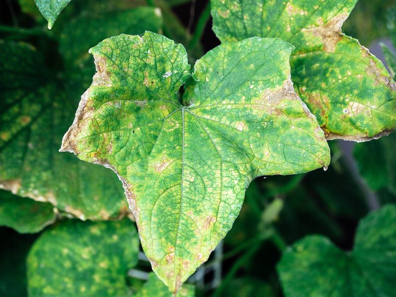 Leaf patterns reveal when water is not the whole story Leaf patterns reveal when water is not the whole story