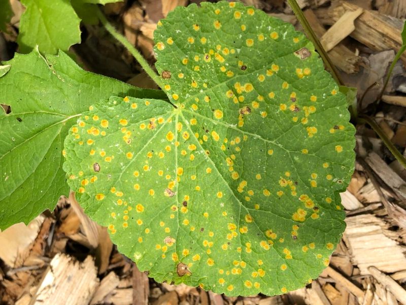 Leaf symptoms can suggest a disease problem Leaf symptoms can suggest a disease problem