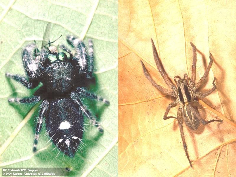 Learn Which Spiders Work Above and Below the Leaves