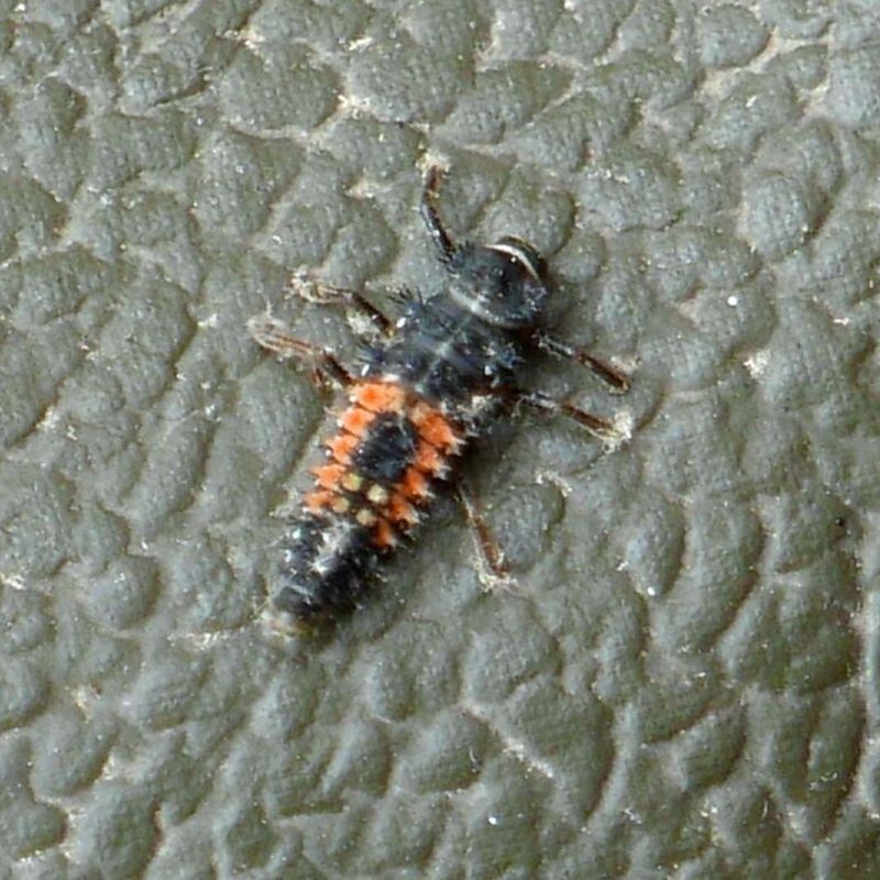 Learn to recognize the larvae doing much of the hunting