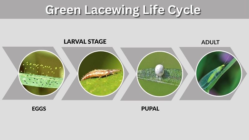 Learn to recognize the stages that share the garden