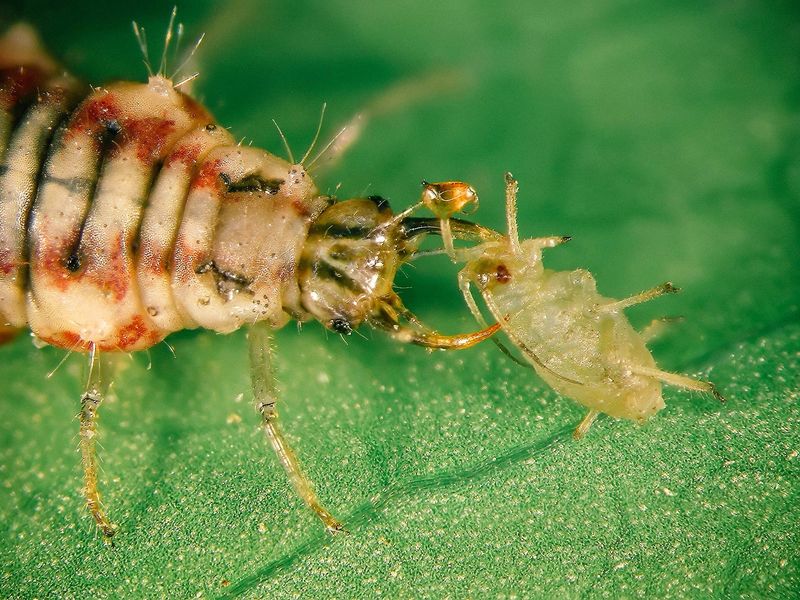 Learn which lacewing stage actually eats aphids