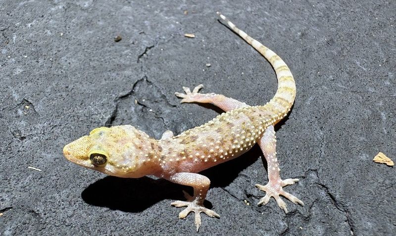 Leave Existing Outdoor Geckos Alone—But Do Not Manufacture a Population