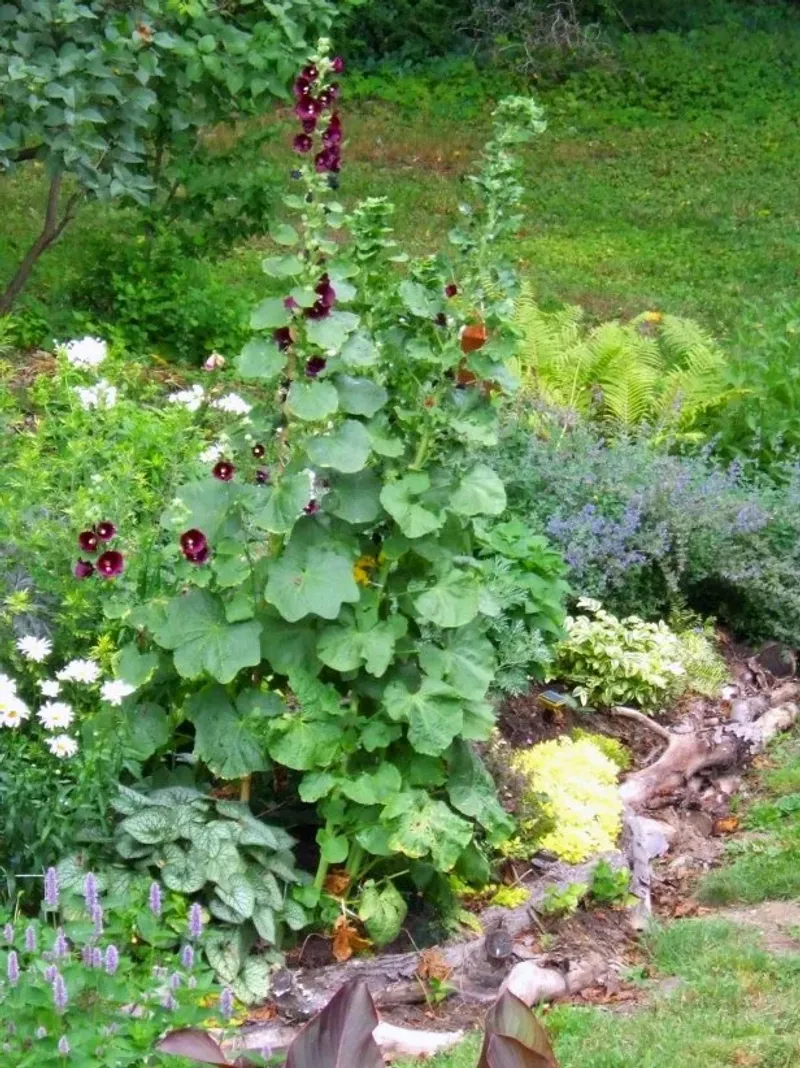 Leave Space Around Each Plant