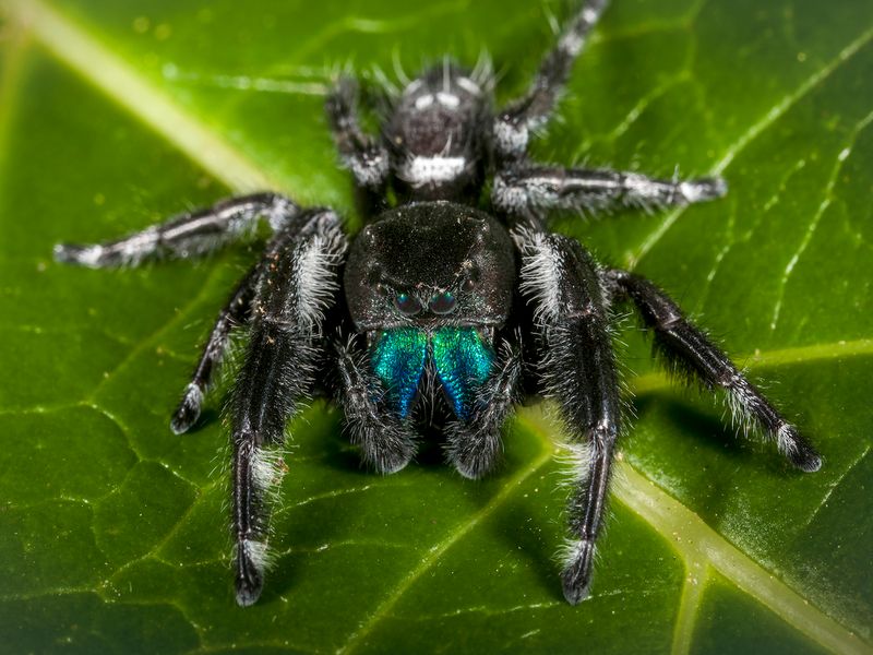 Leave a Likely Jumping Spider Alone Leave a Likely Jumping Spider Alone