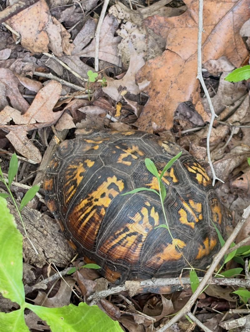Leave a healthy turtle alone—and help one in immediate danger carefully