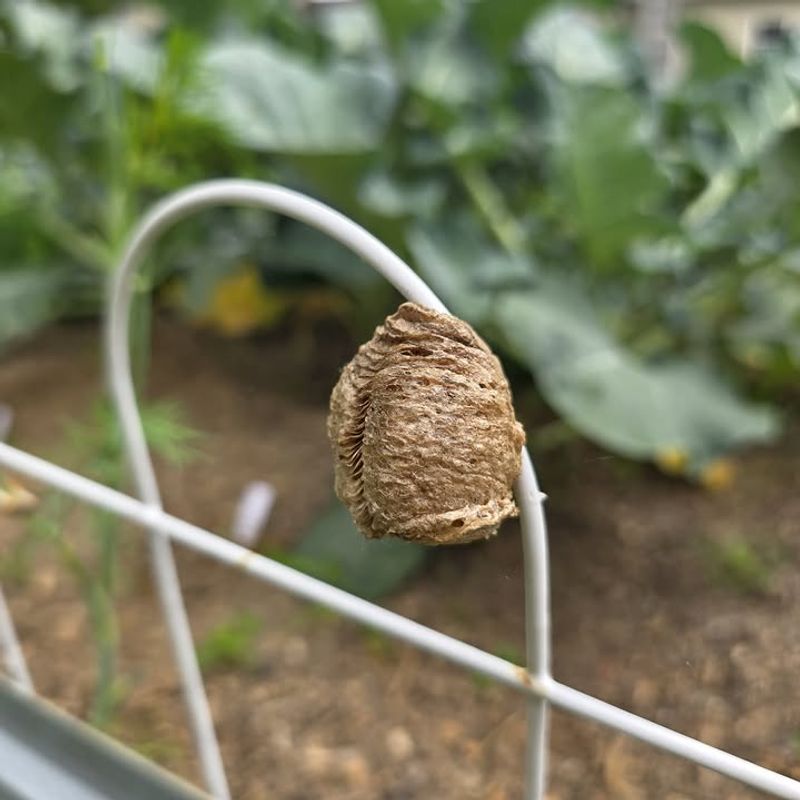 Leave a safe outdoor ootheca where you found it Leave a safe outdoor ootheca where you found it