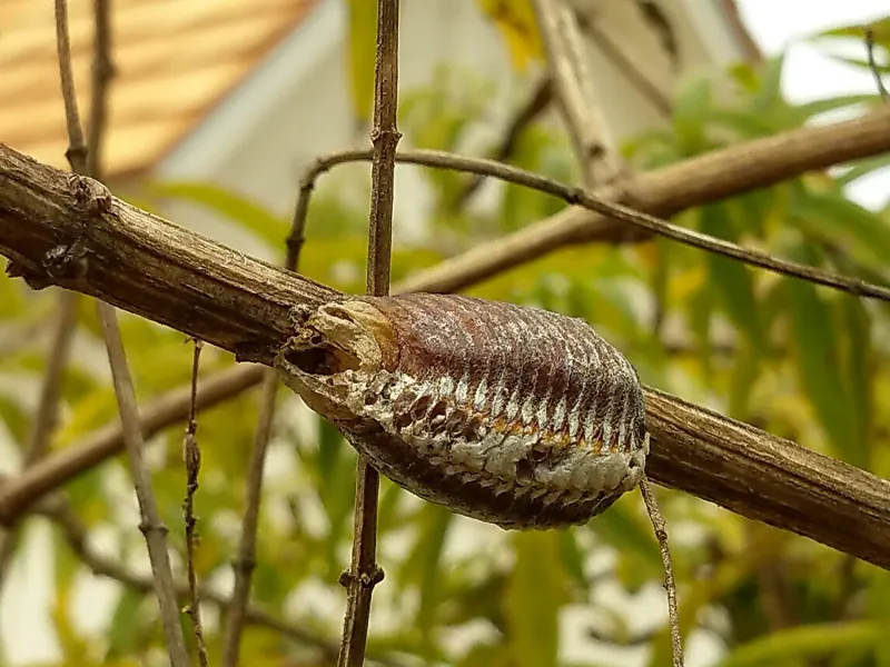 Leave an egg case in place when yard work allows Leave an egg case in place when yard work allows