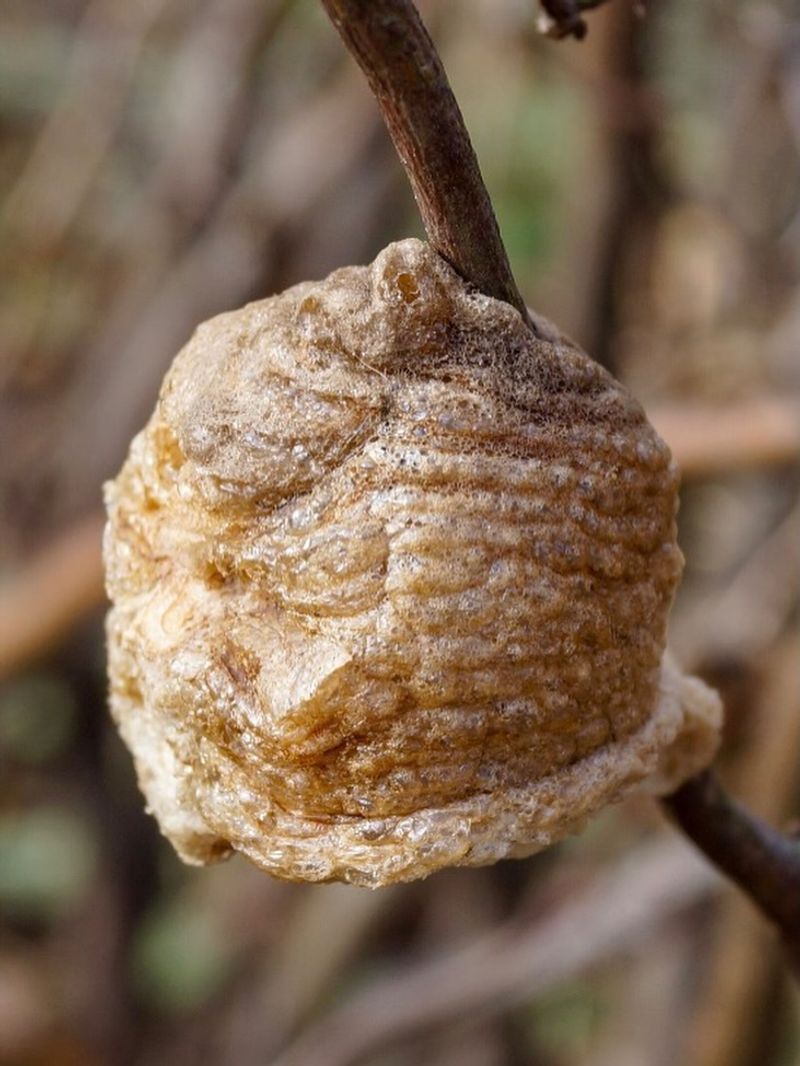 Leave an outdoor mantis egg case outdoors