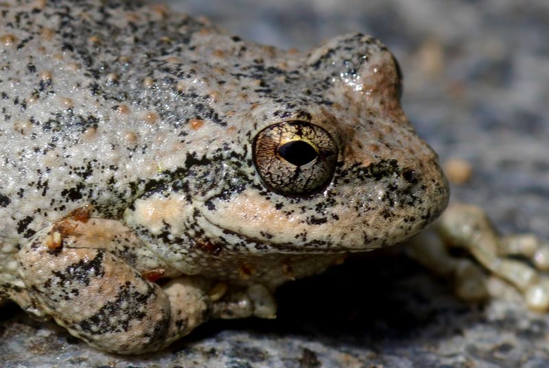 Leave healthy frogs alone and avoid moving amphibians