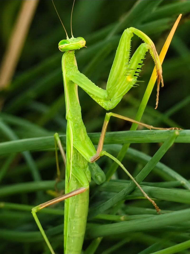 Leave mantises alone and keep treatments narrow Leave mantises alone and keep treatments narrow