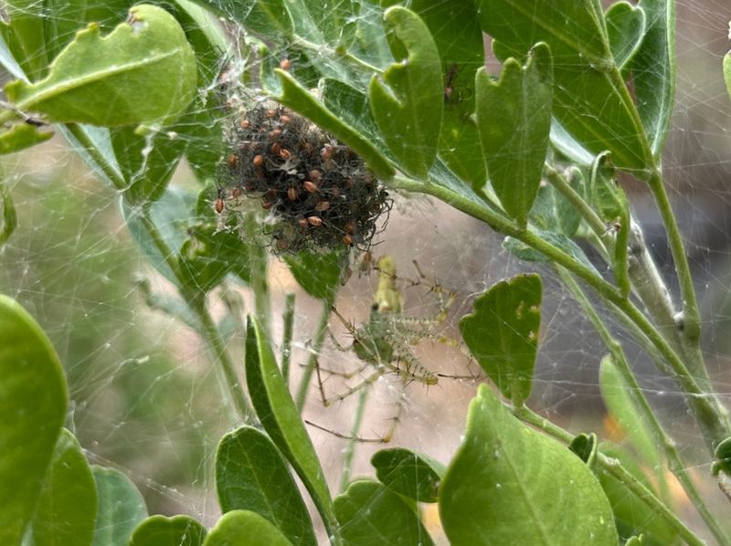 Leave observed spiders and egg sacs undisturbed