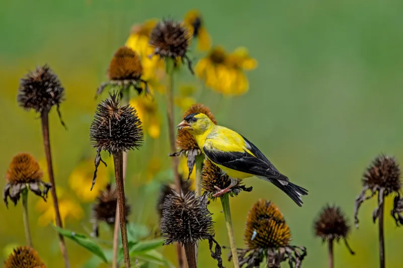 Leave selected seed heads for birds and beneficial insects
