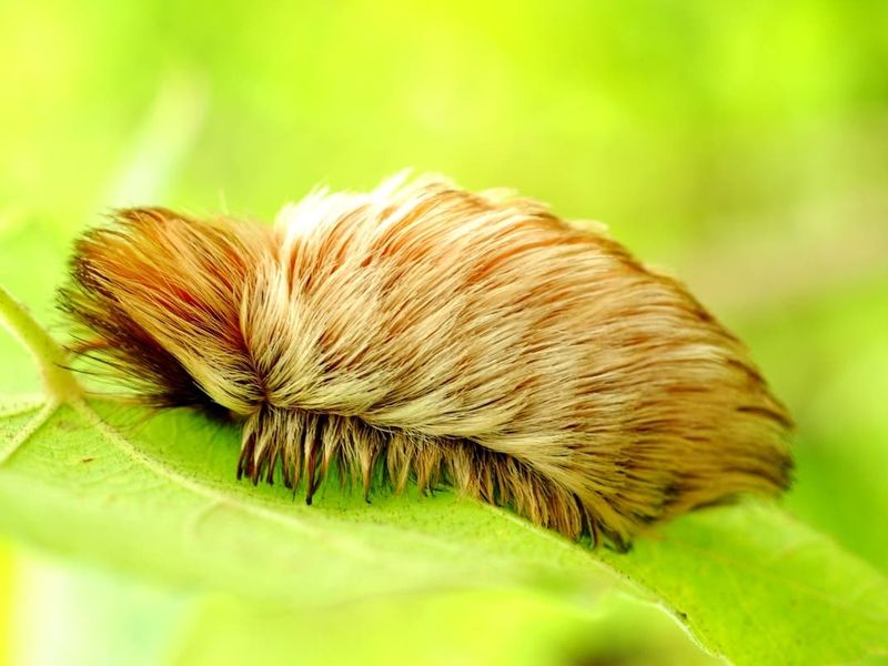 Leave the Caterpillar and Any Remains Alone