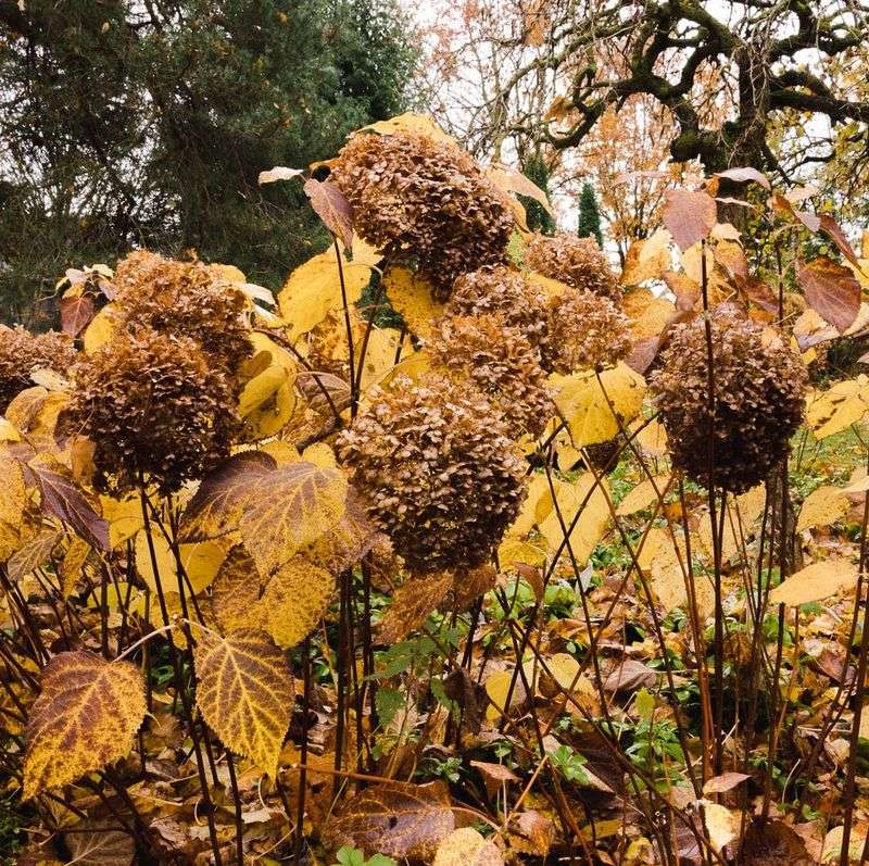 Leave the flowers if you prefer their dried display