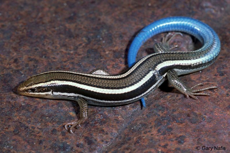 Leave the skink alone unless it is inside Leave the skink alone unless it is inside