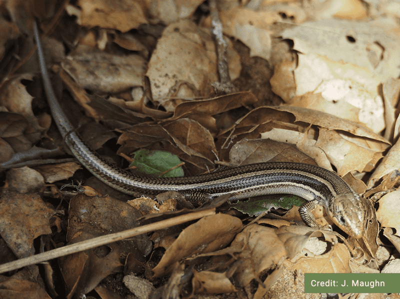 Leave wild skinks where you find them