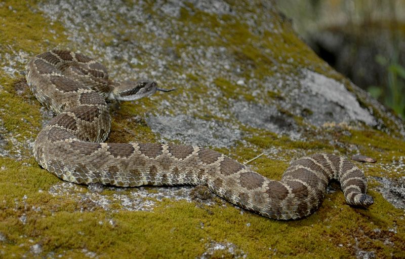Leave wild snakes alone and keep your distance Leave wild snakes alone and keep your distance