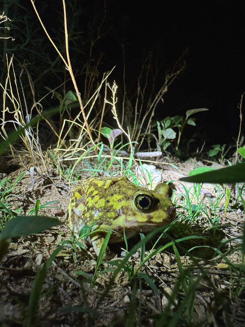 Leave wild toads where you find them Leave wild toads where you find them