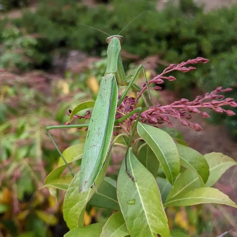 Leaving the mantis alone is usually the right response