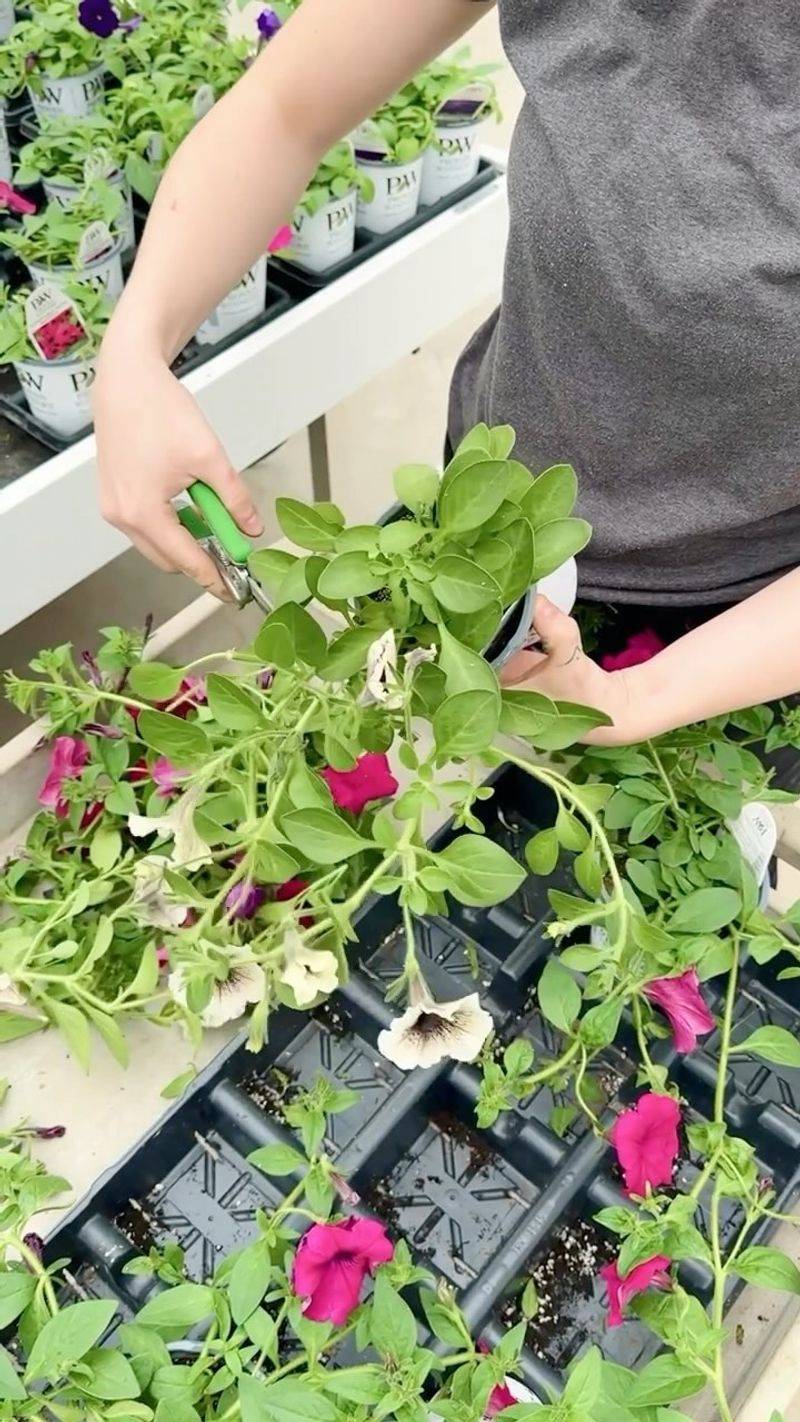 Leggy, flower-poor plants need a measured cutback