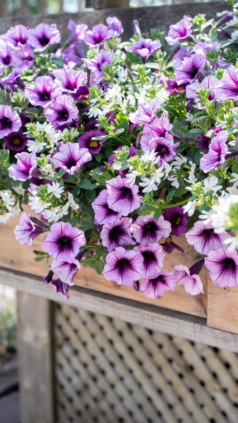 Leggy petunias need diagnosis before pruning