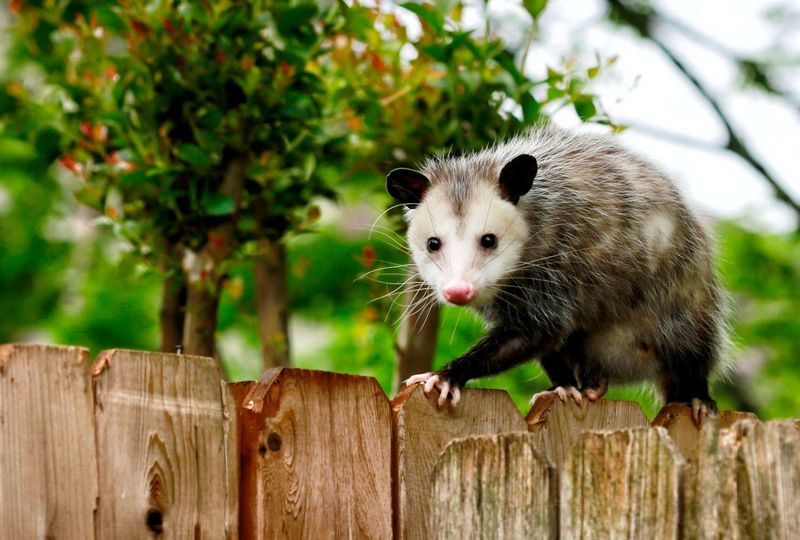 Let It Hunt the Pests You Do Not Want