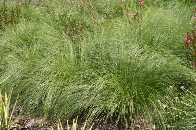 Let Regional Native Plants Produce Seeds and Shelter Let Regional Native Plants Produce Seeds and Shelter