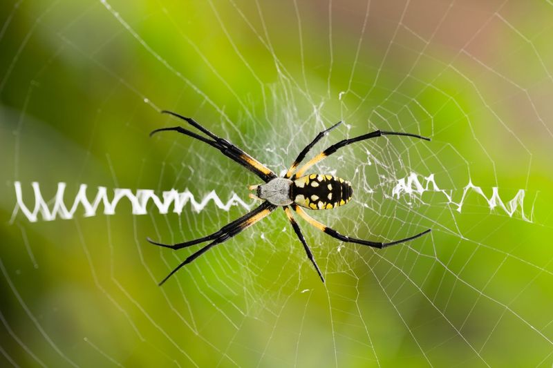 Let Spiders Add Predation to an Integrated Garden Plan