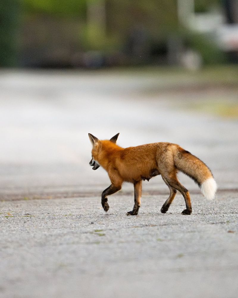 Let a fox that is leaving cross the yard