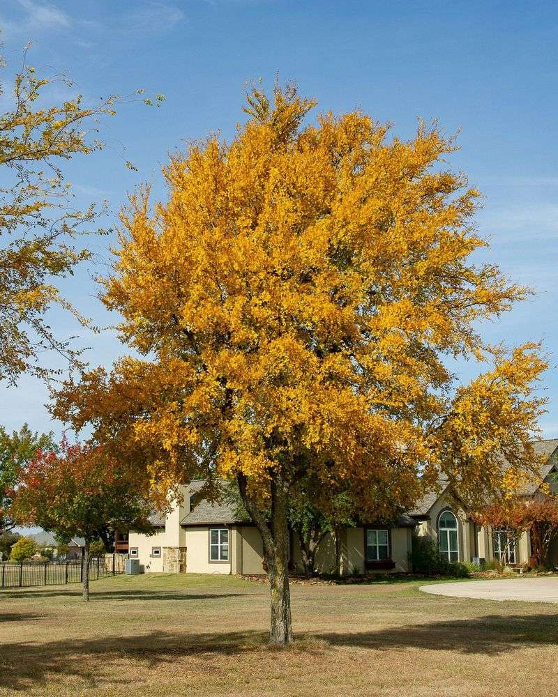 Let an established tree signal when it needs help