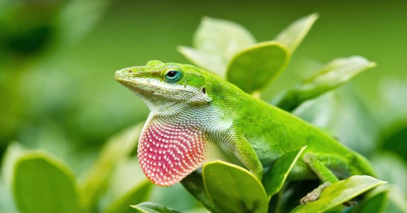 Let anoles add resilience—not certainty—to summer rose care