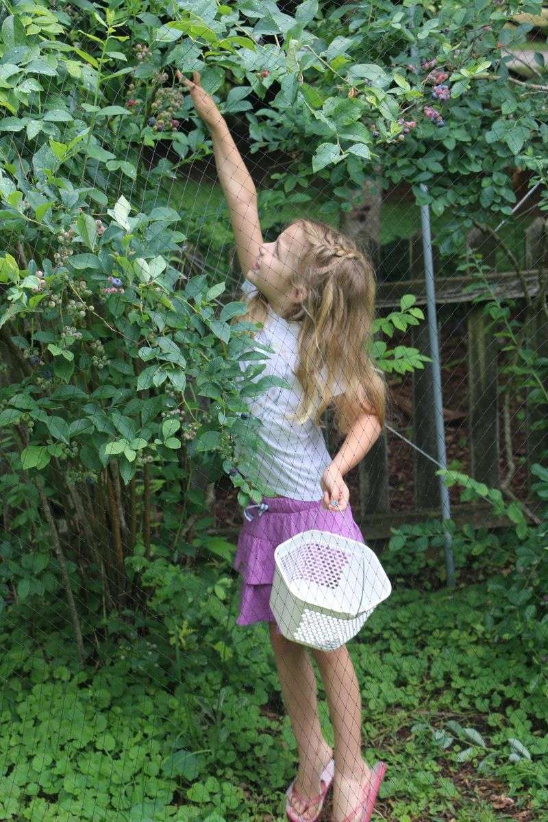 Let berries ripen fully and protect them until harvest Let berries ripen fully and protect them until harvest