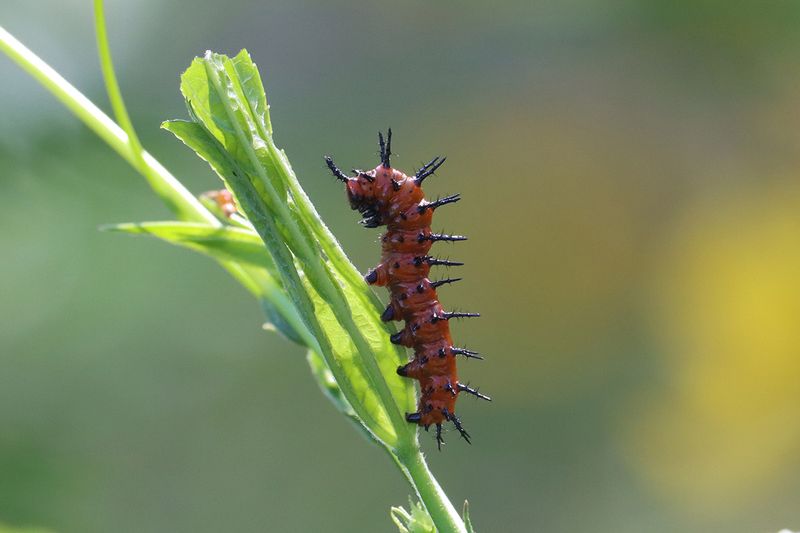 Let caterpillars chew the leaves