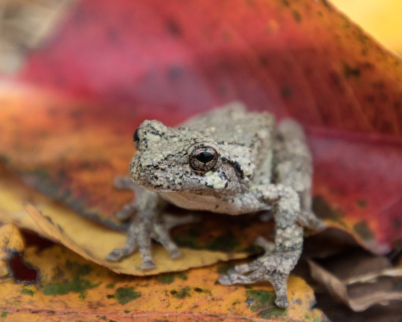 Let frogs supplement pest management, not replace it Let frogs supplement pest management, not replace it