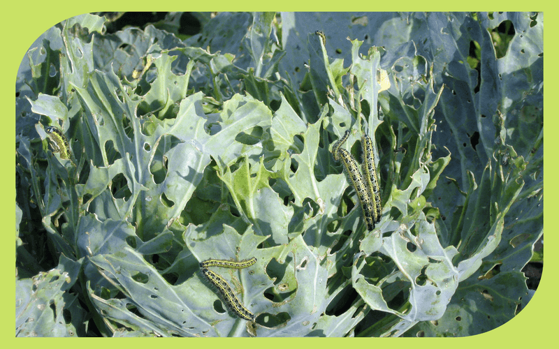 Let integrated pest management decide when caterpillars need action