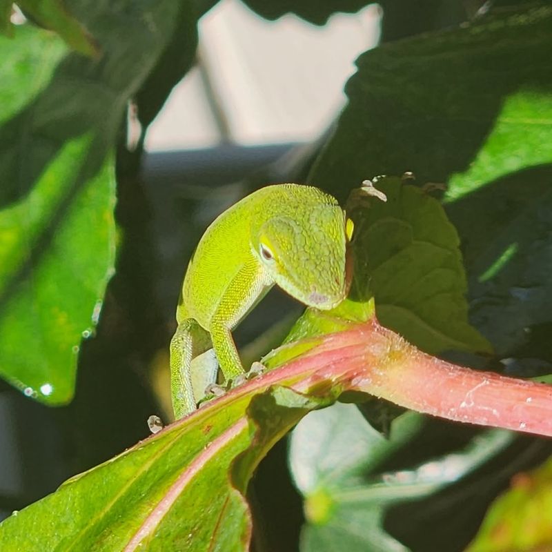 Let local wildlife arrive without turning anoles into pets Let local wildlife arrive without turning anoles into pets