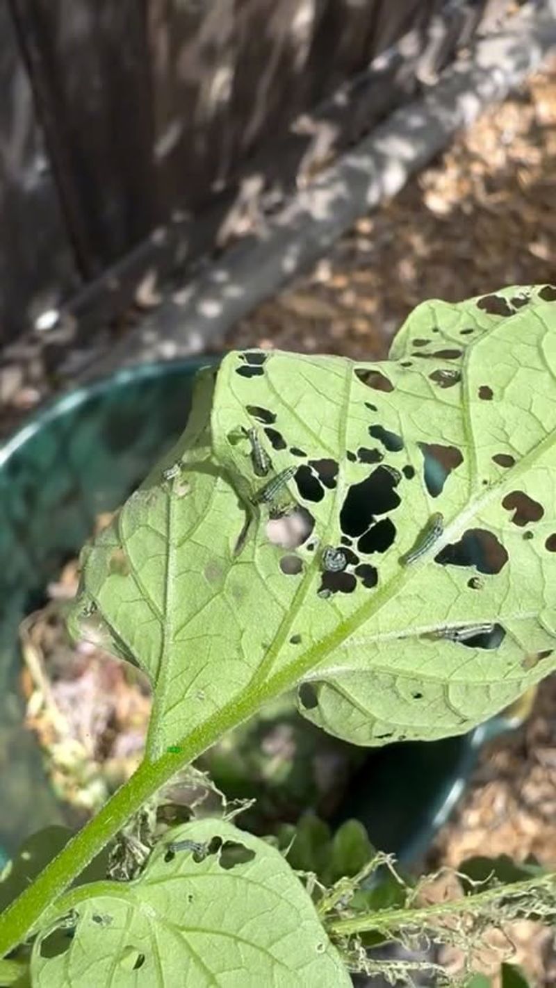 Let monitoring—not the spider’s presence—guide treatment