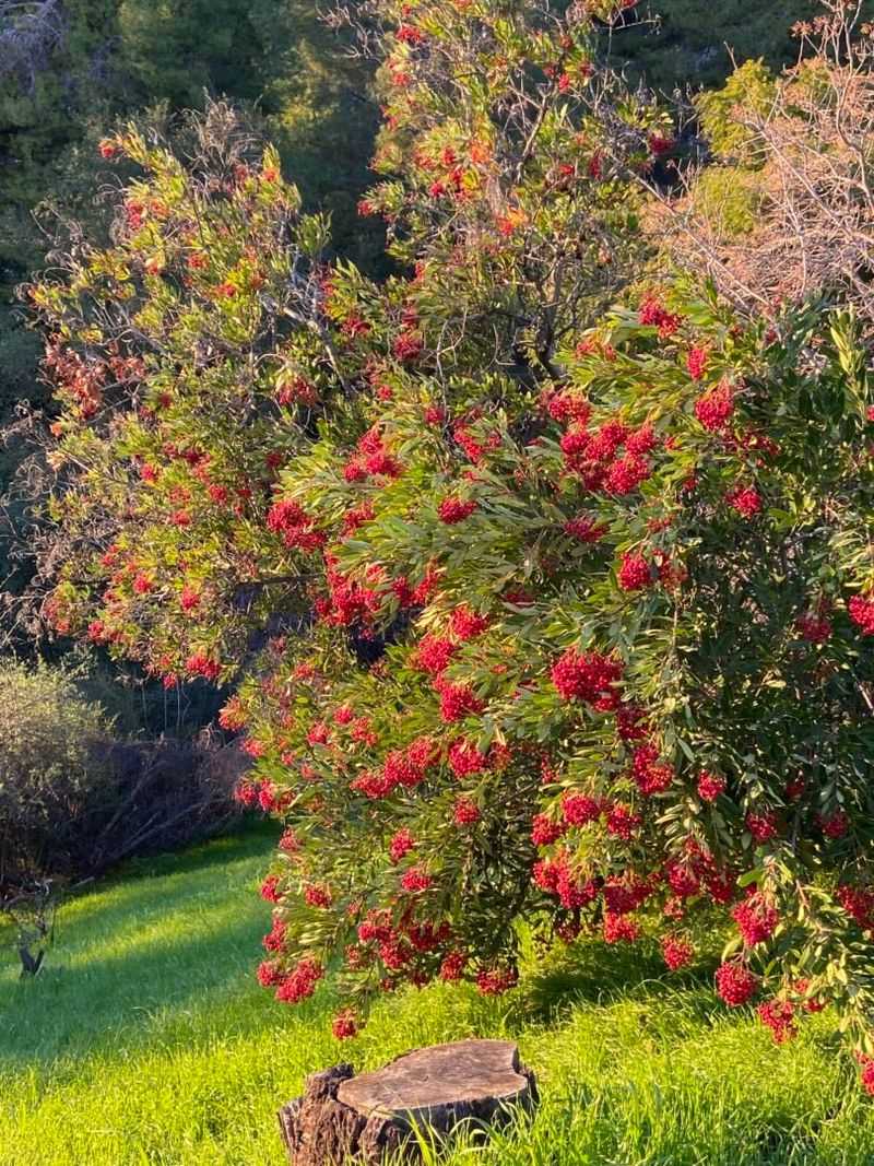 Let natural growth reduce pruning, not eliminate care