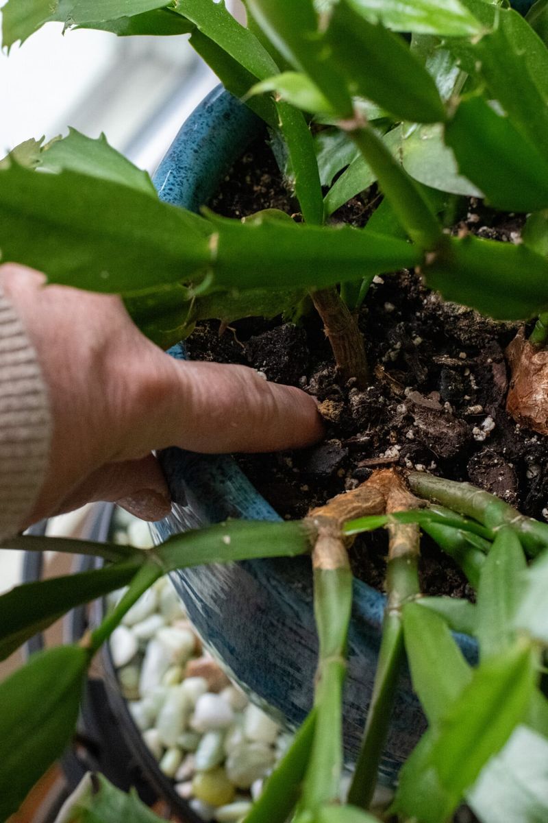 Let soil and drainage guide the next watering Let soil and drainage guide the next watering