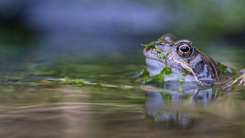 Let the Frog Be a Clue, Not a Pest-Control Plan Let the Frog Be a Clue, Not a Pest-Control Plan