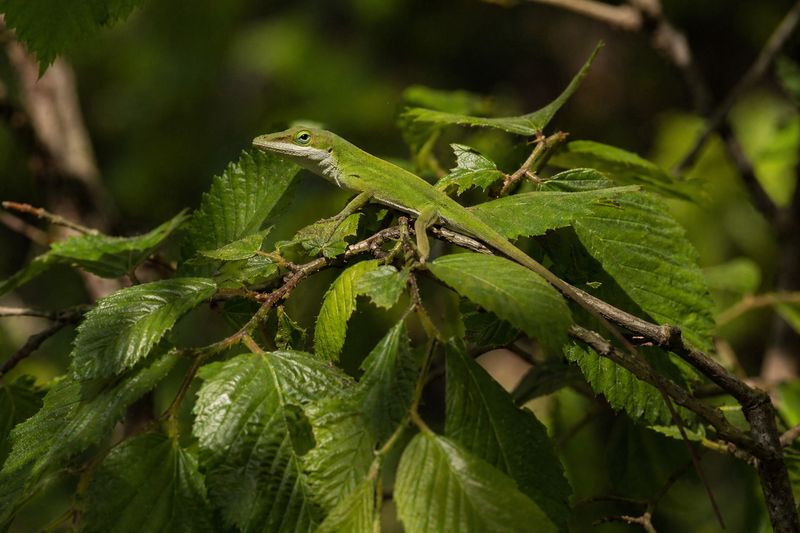 Let the Lizards Stay—and Improve the Yard Carefully
