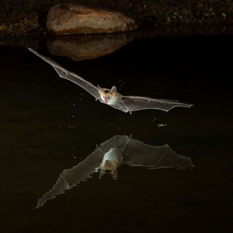 Let the bats hunt while you manage what you can control