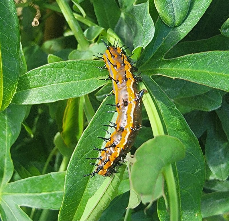 Let the caterpillars do their part