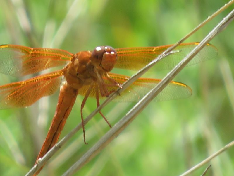 Let the dragonflies patrol while you manage the risks you can control Let the dragonflies patrol while you manage the risks you can control