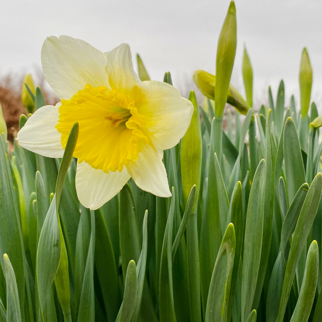Let the foliage recharge the bulb after bloom