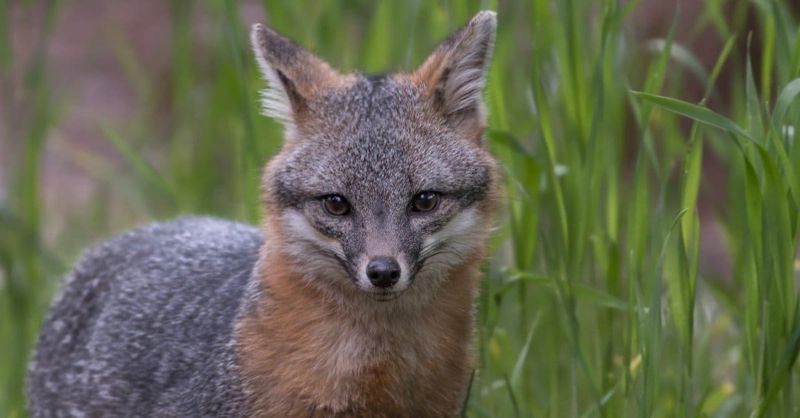 Let the fox pass, and make the house hard to enter